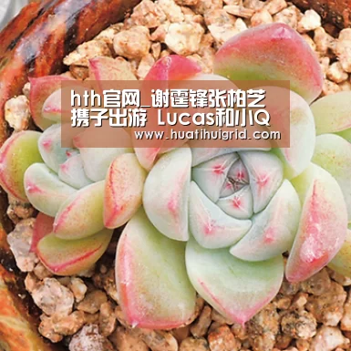 hth官网_谢霆锋张柏芝携子出游 Lucas和小Q兴致高(图1)